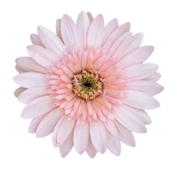 Foto op Plexiglas pink gerbera flower isolated with clipping path © aopsan