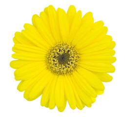 yellow gerbera flower isolated with clipping path