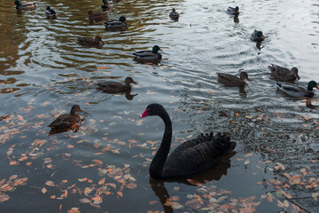 Black swan and ducks on the water of the lake among the fallen autumn leaves in Ukraine.