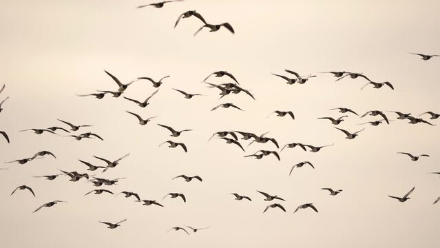 A swarm of Barnacle Geese (Branta leucopsis) - slow motion