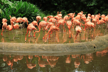 A flock of swarming red and pink flamingos in singapore zoo 