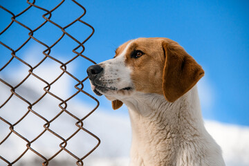 portrait of mongrel dog near chain-link fence against blue sky.