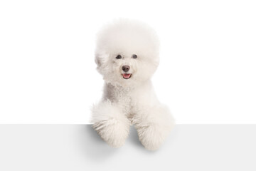 Groomed white Bichon Frise dog standing behind a white panel