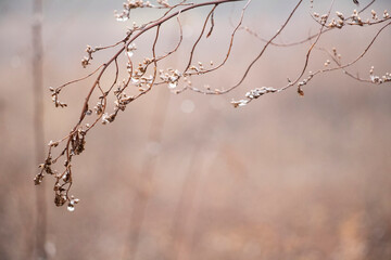 Wet Tall Grass