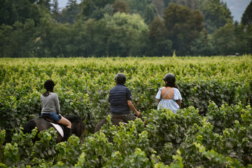 Horseriding in the vineyard
