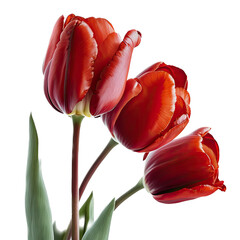 colorful red yellow tulip flower illustration, transparent background, png, Generative AI