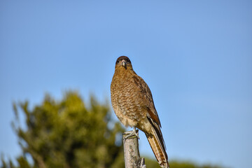 Close-up of a bird of prey. Phalcoboenus chimango, tiuque, triuque or caracara chimango The chimango is a species of falconiform bird of the Falconidae family. Chiloé, Southern Chile.