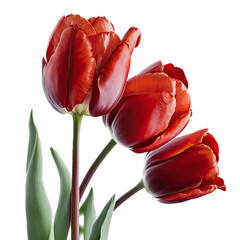 colorful red yellow tulip flower illustration, transparent background, png, Generative AI