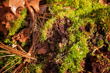 Moss and Pine Needles