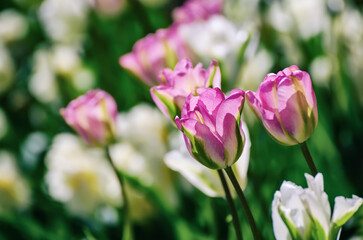 Obraz na płótnie Canvas Red and white tulip flowers