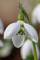 Close up of a greater snowdrop grumpy (galanthus elwesii) flower in bloom