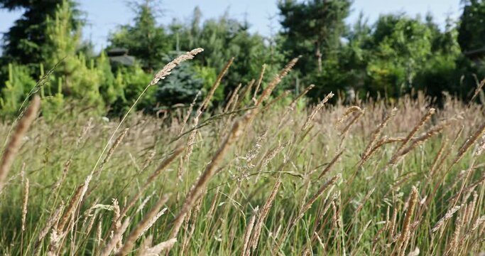 Strong gusts of wind visible on waving grass stalks.
