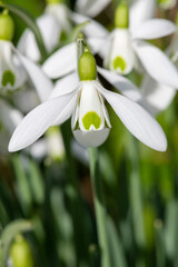 Close up of galanthus Moccas snowdrops in bloom