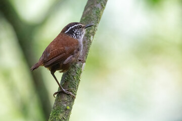 Gray breasted Wood wren (henicorhina leucophrys) searching food in the forest