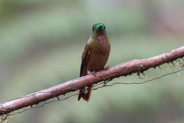 Hummingbird Fawn breasted Brilliant (heliodoxa rubinoides), perched on a tree branch looking at camera