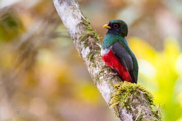 Male of Masked trogon (trogon personatus) perched on a tree in the forest