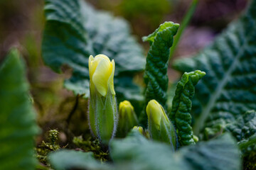 spring early flowers and green grass