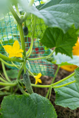 Green cucumbers grow in greenhouse, close-up. A backing from cucumber plant for publication, design, poster, calendar, post, screensaver, wallpaper, postcard, cover, website. High quality photo
