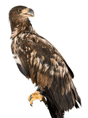 Buzzard Eagle Sitting on a Branch