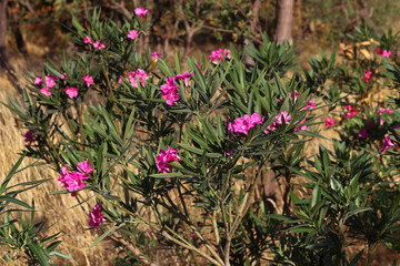 A pink blooming oleander (Nerium oleander) shrub in Croatia
