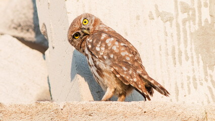 eagle owl in flight