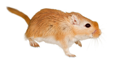 Beige Gerbil