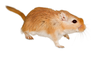 Beige Gerbil