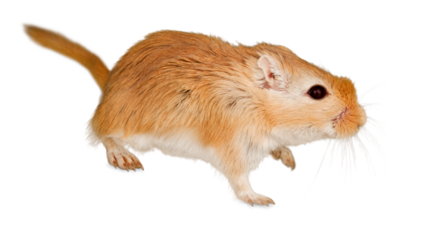 Beige Gerbil