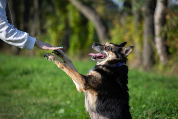 Pies trzymający właściciela za rękę. A dog holding its owner's hand. Pies z właścicielem na spacerze
