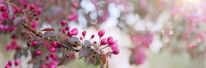 Fototapeta na wymiar spring in the garden banner, beautiful pink flowers on a fruit tree branch