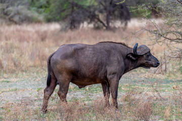 Wild buffalo in the savannah of Africa