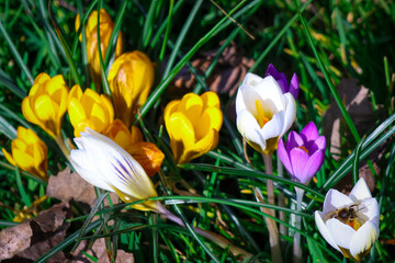 Obraz premium spring crocus flowers