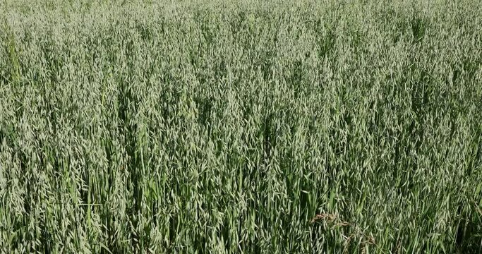 A large patch of farmland where oats grow and move in the wind.