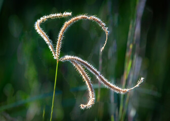 Paraguayan Windmill Grass along the Shadow Creek Ranch Nature Trail in Pearland, Texas!