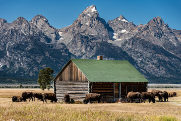 old cabin with bison in the mountains © CWoerner Photography