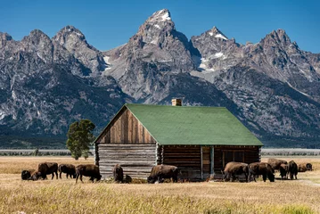 Poster old cabin with bison in the mountains © CWoerner Photography