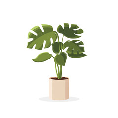 Monstera. Home plant in the minimalistic pot. Home decor and gardening concept. Cute isolated vector illustration for product design and decoration