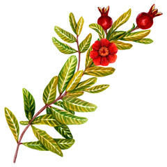 Watercolor drawing of pomegranate green leaves, red flower and buds. Isolated on a white background. Botanical decorative drawing of a tree branch