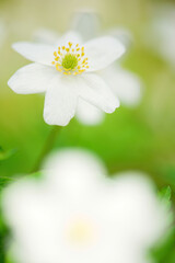 Close-up of windflower,  wood anemone (Anemone nemorosa) in springtime. Selective focus and shallow depth of field.