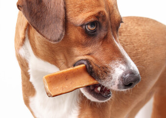 Happy dog with chew stick in mouth on light gray background. Close up of brown puppy dog with yak milk dog bone in mouth like a cigar. Natural chew stick for dental and mental health. Selective focus.