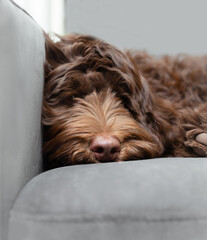 Cute puppy lying on sofa while looking at camera. Very relaxed fluffy brown puppy dog headshot. Napping or taking a break from playing. 5 months old female chocolate labradoodle dog. Selective focus.