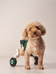 Funny small poodle on a beige background in a wheelchair. curly dog in photo studio. Maltese, poodle