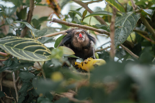marmoset monkey, monkey eating a banana, banana, tongue, macaco mostrando a l&iacute;ngua.