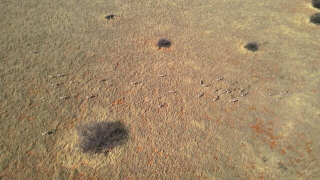 Springboks in the Kalahari 