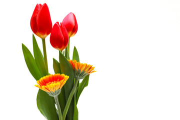 白背景の赤いチューリップとガーベラ