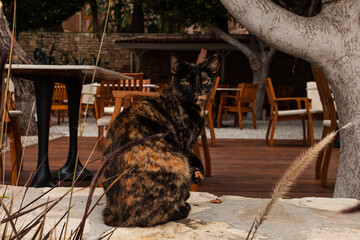 Street Turkish beautiful cat on the road near hotel spa resort and flowers in Turkey , Antalya 