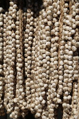 Hanging garlic, Cuba Caribbean