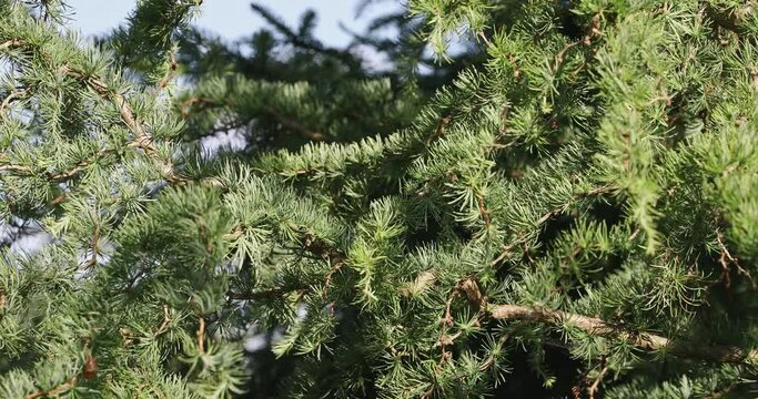 Close-up view of larch branches with green needles moving in the wind.