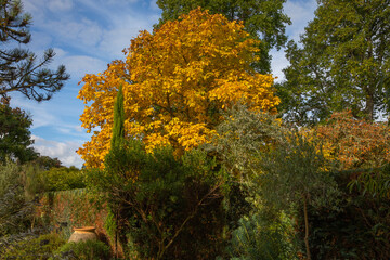 Fototapeta premium Carya ovata