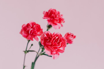 Beautiful pink Carnation flowers on a pink pastel background.